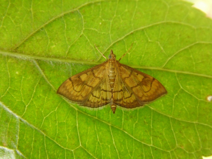 Ostrinia nubilalis?